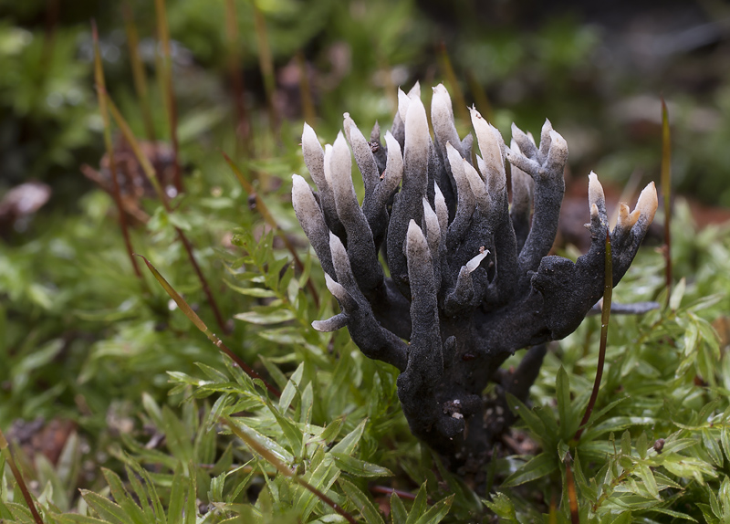 Представитель Семейства Helminthosphaeriaceae